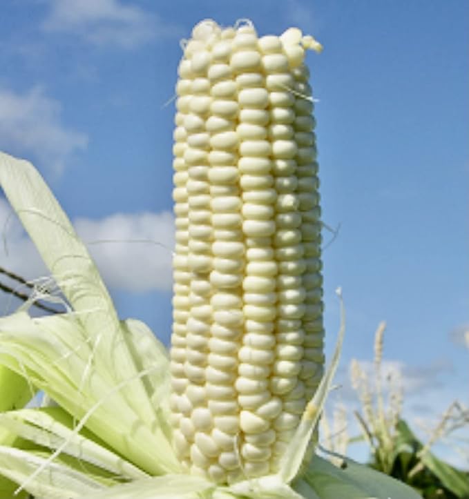 100% Organic, Silver, Hawaiian #9, Super, Sweet Corn, Heirloom, Open Pollinated, Non GMO