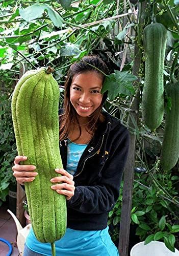 10+ Seeds Dishrag Gourd (Smooth Luffa, Sponge, Rag) Long - Vegetable Green