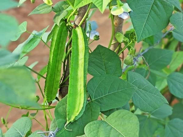 Winged Bean Seeds for Planting, Organic, Heirloom, Non-GMO - 30 Seeds USA Premium Four Angled, Princess Bean Seeds, High-Yielding Vine for Tropical Gardens, Containers & Unique Edible Pods