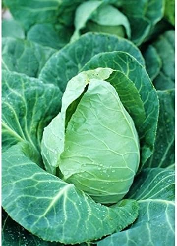 Cabbage Seeds - 'Early Jersey Wakefield' -Beautiful & Sooo Tasty.(100 - Seeds)
