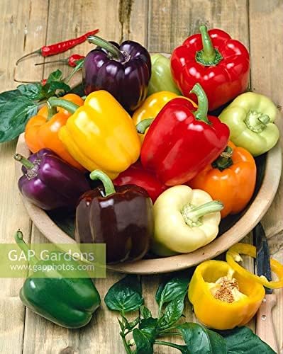 Seeds Vegetable Sweet Bell Pepper Rainbow White-Red - 30 Seeds