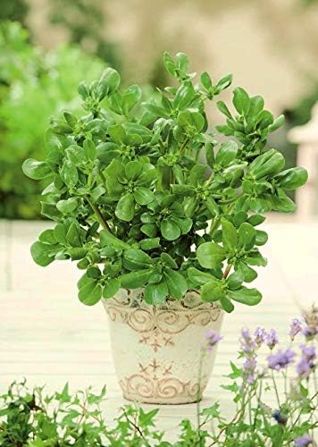 Purslane (Portulaca oleracea) Vegetable Green Leafy Antitoxin Heirloom Organic Non-GMO