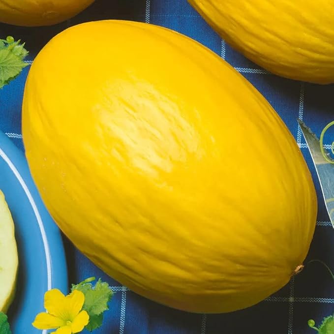 Park SeedJuane Canary Heirloom Melon Seeds, Pack of 25 Seeds