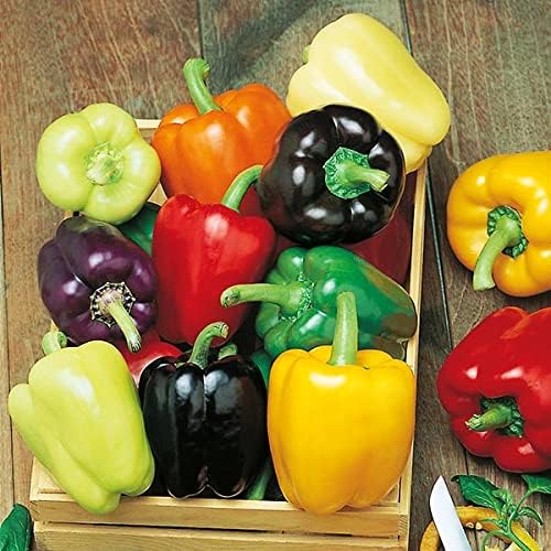 40+ Seeds Sweet Bell Pepper Rainbow - Vegetable Mix