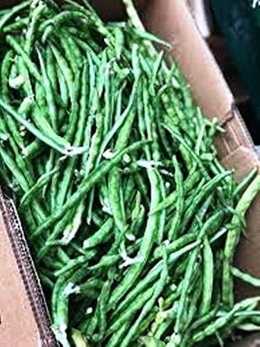 25 Seeds Desi Chori Seeds, No Vines, Shrub Style chori, Indian Beans, Non-GMO, Organic