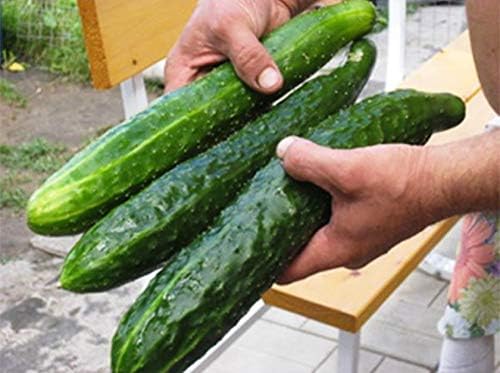 Seeds Vegetable Indoor Cucumber Zozula Self-Pollinating 45 Days All Seasons Vine Plant for Pickling - 10 Seeds
