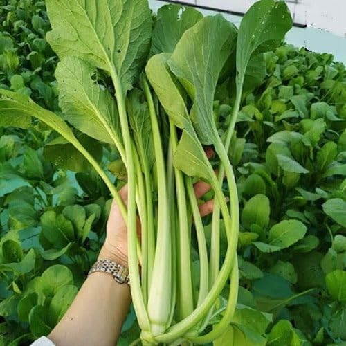 2500+ Seeds Brassica Juncea Choy Sum Mustard Yu Choy Sum Seeds, USA Chinese Broccoli Scallion Chive Asian Vegetable, Cải NGỌt ăn bông (Cải Ngồng) Diaspora