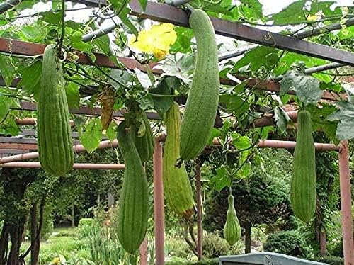 10+ Seeds Dishrag Gourd (Smooth Luffa, Sponge, Rag) Long - Vegetable Green