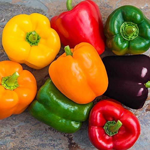 Seeds Sweet Bell Pepper Rainbow Mix Non GMO Vegetable for Planting