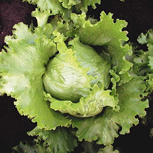 Seeds Crisphead Iceberg Lettuce Green Buttercrunch for Salad Non GMO Vegetable for Planting 1000 Seeds