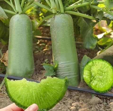 Green Skin Sweet Radish Seeds for Planting, 100+ Green Turnip Radish Seeds, Super Sweet & Crisp Fruit Radish, Fast Growing Heirloom Vegetable Seeds for Home Garden, Easy to Grow Non-GMO Seeds