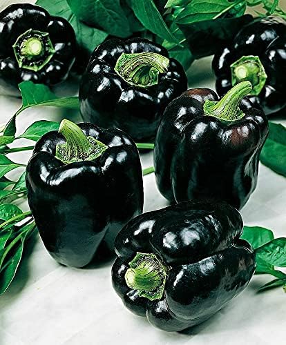 Seeds Black Sweet Bell Pepper Non GMO Vegetable for Planting
