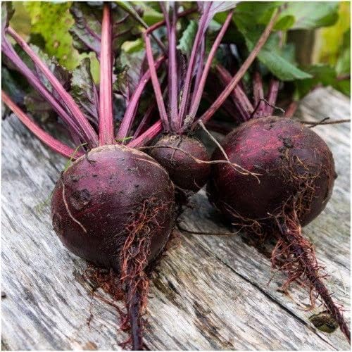 1200 Detroit Dark Red Beet Seeds for Planting 1 Ounce of Seeds Organic Non GMO and Heirloom Survival Vegetable Garden Bulk Seeds