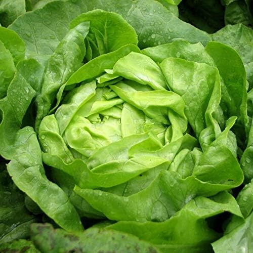 Seeds Vegetable Indoor Mix of Italian Lettuce and Spicy Crops Year-Round (Romaine, Frise, Arugula, Lollo Bionda, Lolla Rossa, Traditional Lettuce) Heirloom for Salads - 1000 Seeds