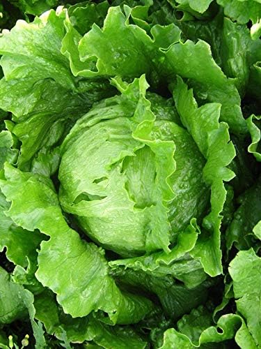 Seeds Crisphead Iceberg Lettuce Green Buttercrunch for Salad Non GMO Vegetable for Planting 1000 Seeds