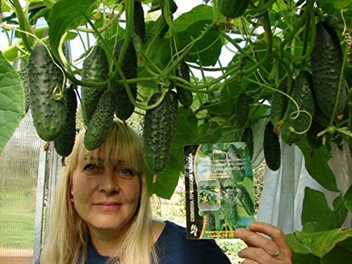 Seeds Cucumber Envy of a Neighbor F1 45 Days Open-Pollinated Pickling Non GMO Vegetable for Planting