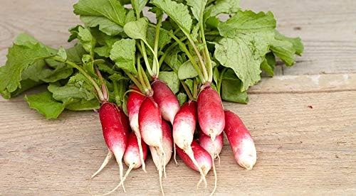 Seeds Radish French Breakfast 20 Day Heirloom Vegetable for Planting Non GMO