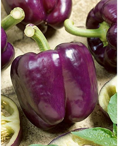 Seeds Sweet Bell Pepper Purple Lilac Giant Vegetable for Planting Heirloom Non GMO