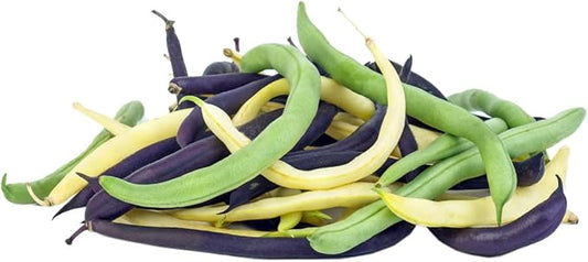 Bean Seeds for Planting Vegetables and Fruits. Pole Beans,Bush Beans,Romano Beans.Non GMO Garden Seeds for Home Vegetable Garden-Organic Bush Bean Mix 45ct+ Purple,Yellow&Green Bean Seeds, No Trellis