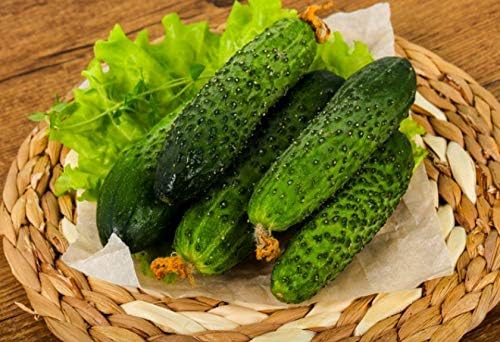 Seeds Vegetable Cucumber Parisian Gherkin Heirloom Without Bitterness for Pickling - 20 Seeds