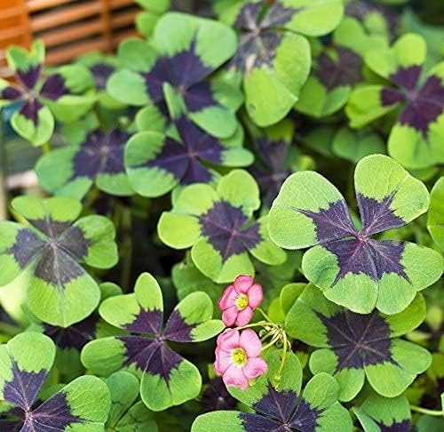 Green Shamrock Bulbs 15 Luck Oxalis Bulbs to Plant, Easy to Grow Indoors Outside The Novice Gardener's Choice