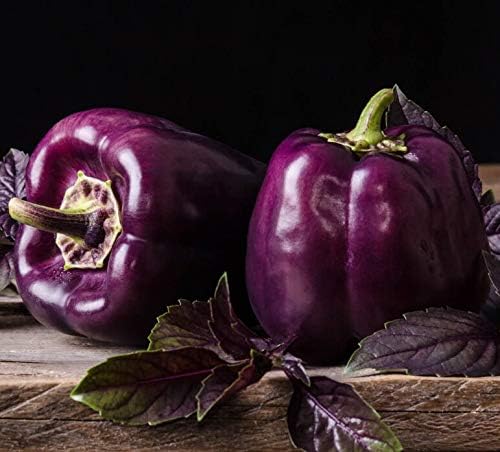 Seeds Sweet Bell Pepper Purple Lilac Giant Vegetable for Planting Heirloom Non GMO