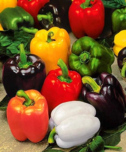 Seeds Sweet Bell Pepper Rainbow Mix Non GMO Vegetable for Planting