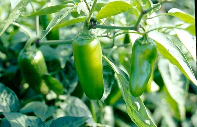 120 Organic Early Jalapeno Pepper Seeds Heirloom Non GMO Garden Vegetable Bulk Survival