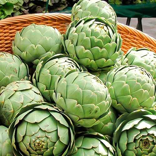 Seeds Vegetable Green Globe Artichoke - 20 Seeds