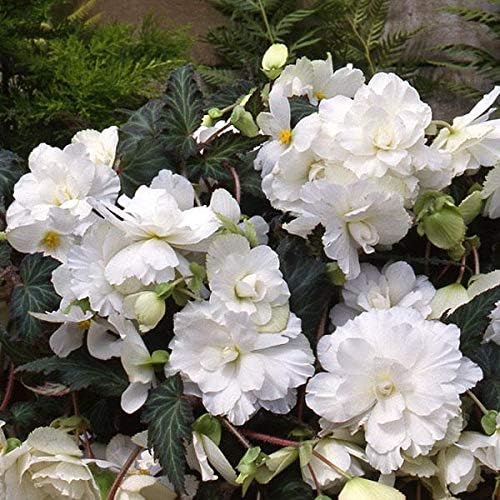100+ Limitless Begonia Seed for Planting Outdoor-Non-GMO Heirloom Vibrant Flower Continuous Blooms for Beds Borders Containers