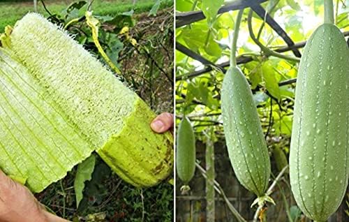 10+ Seeds Dishrag Gourd (Smooth Luffa, Sponge, Rag) Long - Vegetable Green