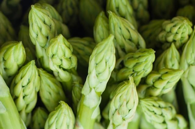 500+ Mary Washington Asparagus Seeds for Planting, Heirloom Non-GMO Seeds, Premium Asparagus Seeds Organic for Perennial Vegetable Garden, Organic Asparagus Seeds for Planting Outdoors