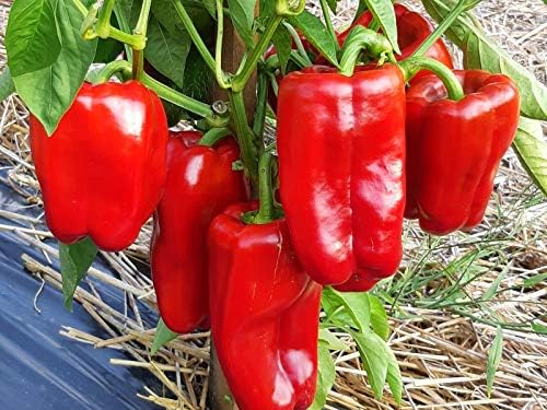 Seeds Vegetable Sweet Bell Red Giant Pepper - 30 Seeds