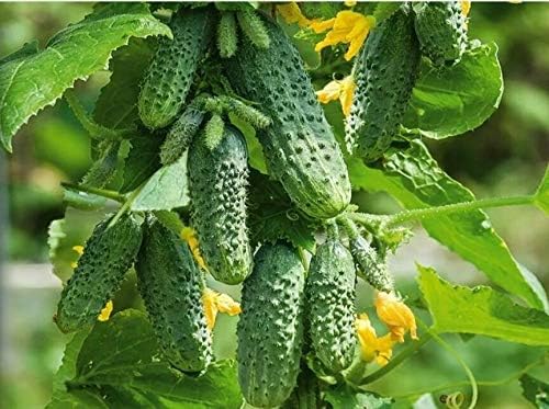 Seeds Cucumber Envy of a Neighbor F1 45 Days Open-Pollinated Pickling Non GMO Vegetable for Planting