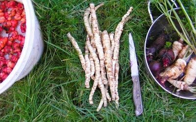 100+ Organic Skirret Seeds (Sium sisarum) – Rare Heirloom Root Vegetable Seed – Sweet, Crunchy, Perennial – Fresh - USA Grown