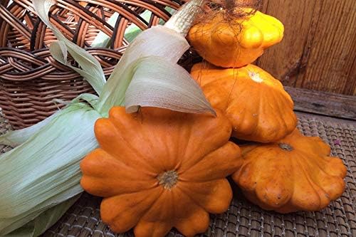 Seeds Vegetable Yellow Patty Pan Squash Scallop Zucchini - 20 Seeds