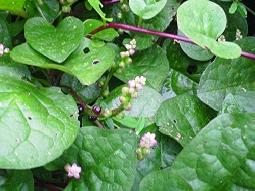 Mixed Malabar Spinach - Homegrown in The USA - Fresh Seeds - Both Varieties - RED & Green Blend - Vine Spinach - Delicious (100 - Seeds)