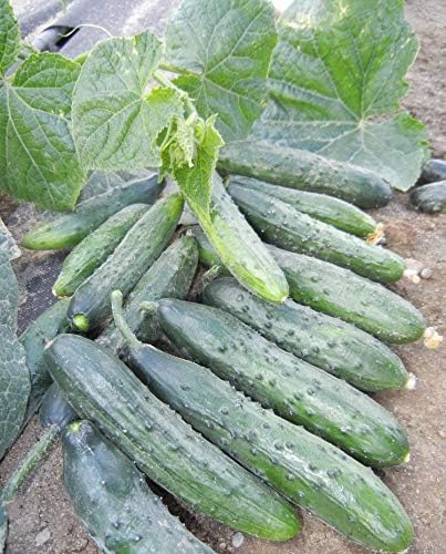 Seeds Vegetable Indoor Cucumber Zozula Self-Pollinating 45 Days All Seasons Vine Plant for Pickling - 10 Seeds