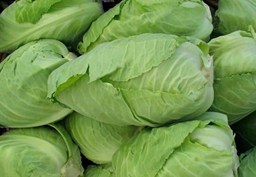 Cabbage Seeds - 'Early Jersey Wakefield' -Beautiful & Sooo Tasty.(50 - Seeds)
