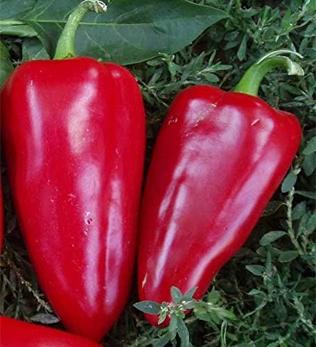 Seeds Vegetable Sweet Bell Red Giant Pepper - 30 Seeds