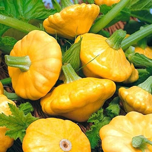Seeds Vegetable Yellow Patty Pan Squash Scallop Zucchini - 20 Seeds