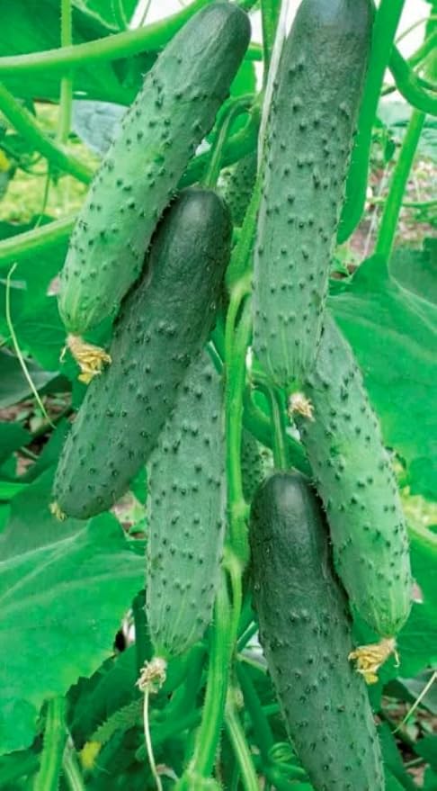10+ Seeds Indoor Cucumber Zozula F1 Self-Pollinating - Vegetable Green