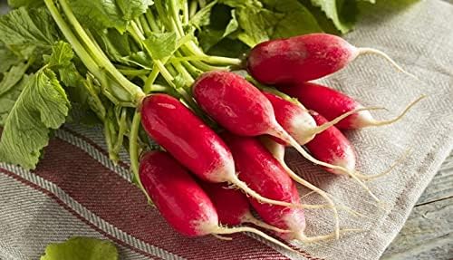 Seeds French Radish 18 Days Early Heirloom Vegetable for Planting Non GMO