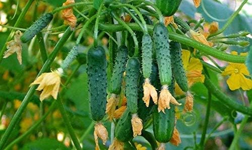 Seeds Cucumber Envy of a Neighbor F1 45 Days Open-Pollinated Pickling Non GMO Vegetable for Planting