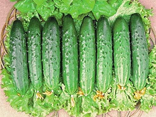 Seeds Vegetable Indoor Cucumber Zozula Self-Pollinating 45 Days All Seasons Vine Plant for Pickling - 10 Seeds