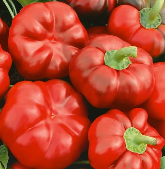 Organic Sweet Pimento Pepper, RED Ruffled, Heirloom from Romania, 50 Seeds, Lots of Flesh, Good for Canning