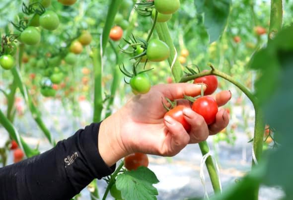 HipGirl Heirloom Large Red Cherry Tomato Seeds - Non-GMO, Indeterminate Vining Tomato for Planting - 40ct+ High Germination Garden Seeds for Indoor, Outdoor, & Hydroponic Gardening