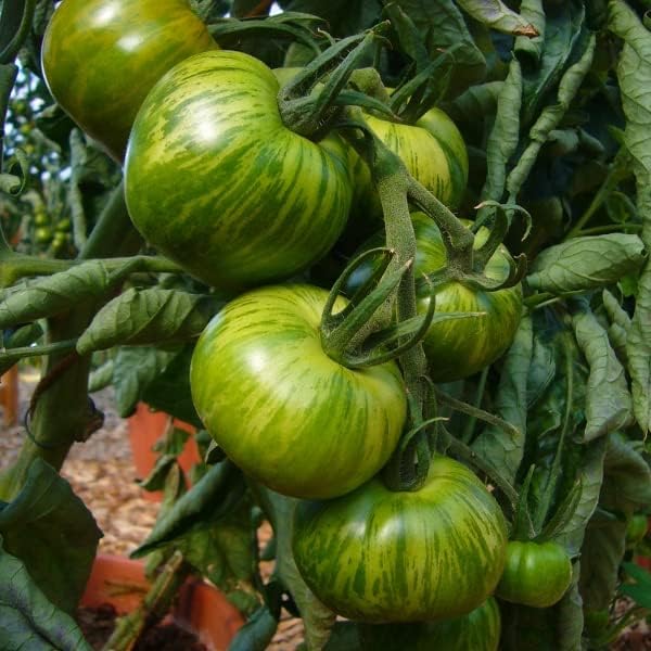 30+ Seeds Zebra Tomato - Vegetable Green