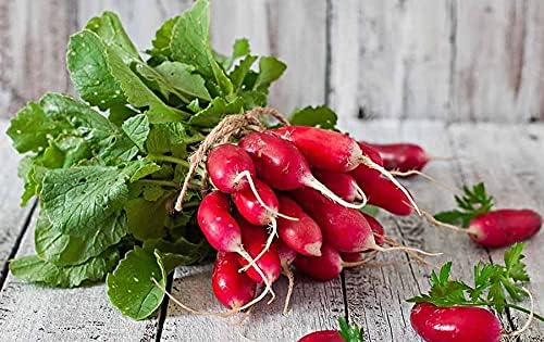 Seeds French Radish 18 Days Early Heirloom Vegetable for Planting Non GMO