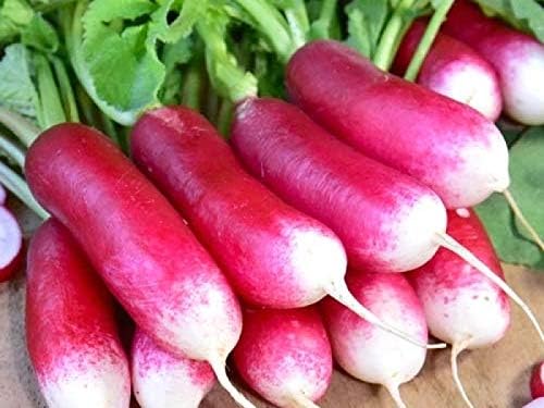 Seeds Radish French Breakfast 20 Day Heirloom Vegetable for Planting Non GMO